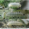 mel triv fascelis larva2 volg31